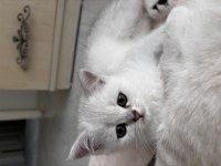 Dünya Güzeli Sağlıklı British Shorthair Bebekler