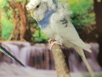 Ücretsiz Sahiplendirme Japones Ev Üretimi 2025 Doğumlu Muhabbet Kuşu