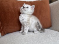 Mükemmel Kalite Silver Point British Shorthair