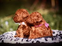 Toy Poodle Kore Red Brown Mini Yavrularımız