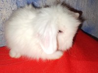 Teddy Lop Tavşan Yavrular 30 Günlük Mavi Göz