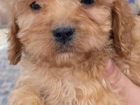 Bursa'nın en güzel maltipoo bebekleri