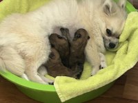 Pomeranian Boo 7 Günlük Dişi