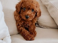 Irk garantili toy poodle yavruları