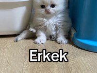 A+ british shorthair yavruları