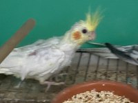 Yavru sultan papağanları