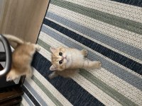 British shorthair golden ny11 yavrular