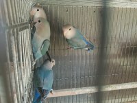 Yavru Sevda Papağanları