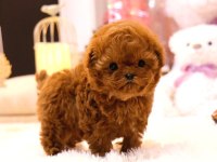 Güzel kore poodle bebeklerim