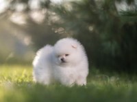 Pomeranian Boo Teddy Bear Yavrularımız