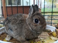 Hollanda Cüce Tavşan Anaç Takım 2+1 Yada 3+1