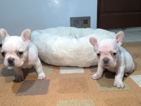 A Kalite Egzotik French Bulldog Yavrular