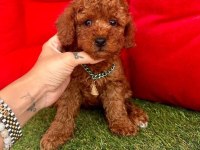 Safkan Toy Poodle Yavrular