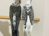 40 Günlük Sultan Papağanı Yavruları