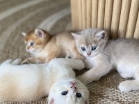 British shorthair yavru kediler rezerveye açık!