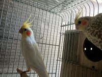 Yetişkin Sultan Papağanı Hazır Çift