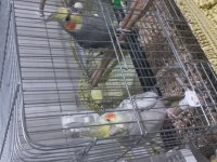 Çift Sultan Papağanı