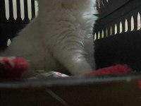 British Ahiretliklerim