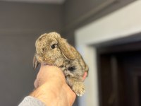 Safkan Tavşanlar Her Otogara Gönderilir