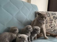 Orjinal Safkan Scottish Fold
