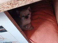 Siyam Kedisi Yavrular