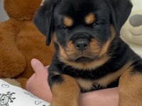 Sağlık Ve Irk Garantili Rottweiler Köpekler