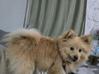 Pomeranian Spitz Köpeğimiz