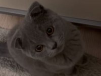 Scottish Fold Erkek 2 Aylık