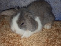 Teddy lop tavşanı yavrular