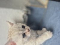 Birinin Yavrularım 3 Erkek 1Dişi