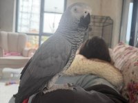 1 Yaşında Erkek Jako Papağanı