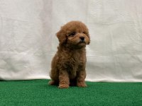 Toy Poodle Yavruları