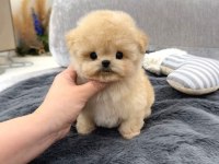 Toy Poodle 2 Aylık Yavrularım