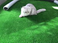 Sahibinden British Longhair Erkek Kedi