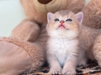 Safkan British Shorthair Golden Point Yavrular