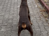 Temel İtaat Eğitimli Doberman