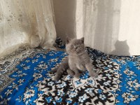 2 Aylık British Shorthair Erkek Yavru