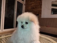 Yavru pomeranian köpeğimiz