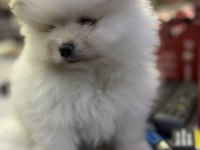 2,5 Aylık Pomeranian Boo