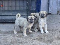 Orijinal Safkan Kangal Yavrular