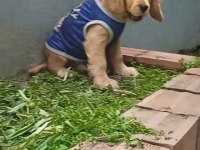 A Kalite Amerikan Cocker