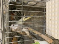 Yumurtalı Çift Sultan Papağanı