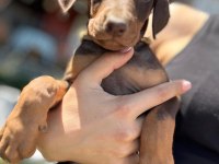 Orjinal Doberman Yavruları