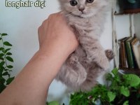 Scottish Fold Ve Scottish Straight