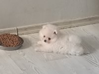 Pomeranian Boo Ayı Surat Yavrular