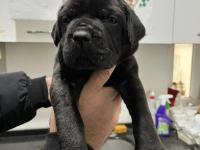 Sadece Kalite Cane Corso Köpekler