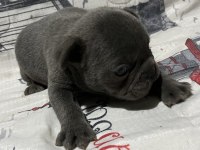 Harika Fransız Bulldog Bebekler