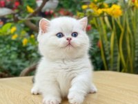 Muhteşem Güzellikte Topaç Kafa British Bebeklerim