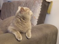 Dişi British Shorthair 11 Aylık