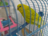 Konuşan muhabbet kuşu çift mükemmel ikili